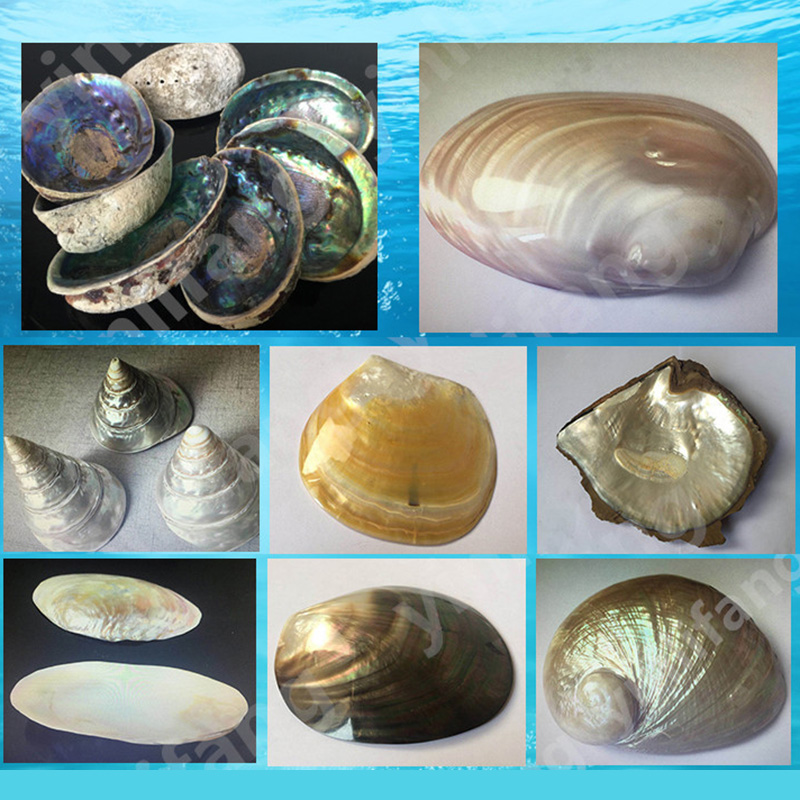 Kertas Lembaran Abalone untuk  - Musical Instrument Diy ulasan dan harga